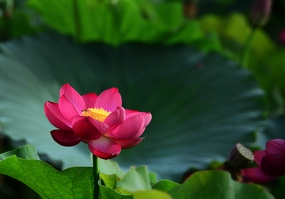 夏日荷塘映日荷花摄影图片